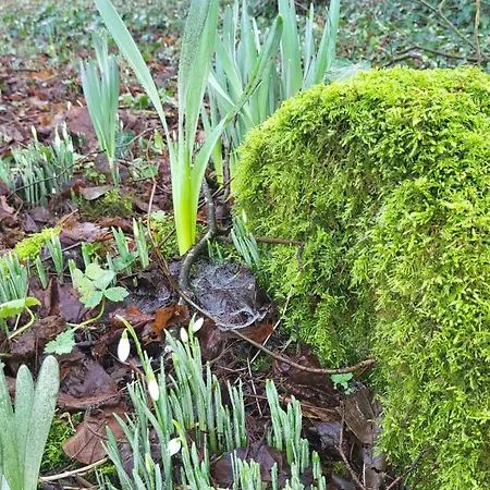 Oak Forest Apartment